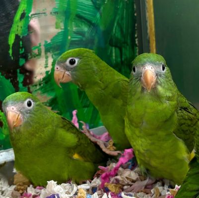 BIRD PARADISE - Updated January 2025 - 47 Photos & 61 Reviews - 551 E