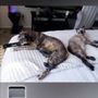 Photo of Karen's Pawsome Pet Care