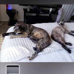 Karen's Pawsome Pet Care - Athena and blue