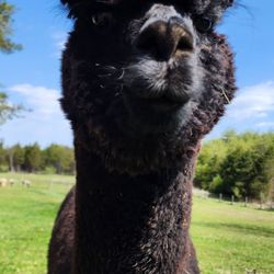 Nimbus Farm Alpacas