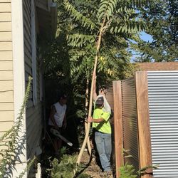 Tree of Life Trimming Services