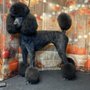 Clip-N-Dip Grooming