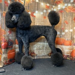 Clip-N-Dip Grooming