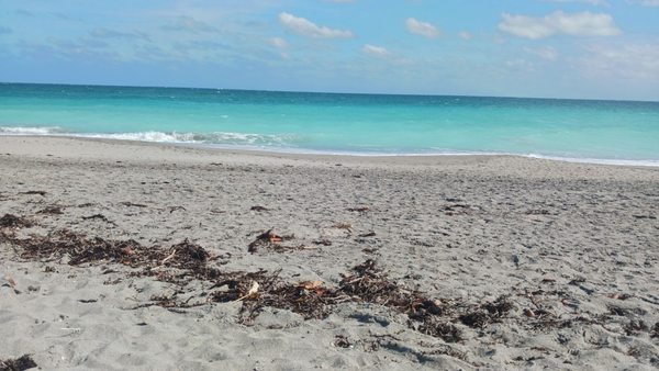 Jupiter Off-Leash Dog Beach by null