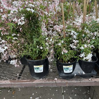 Lowe's Home Improvement - They had two different sizes of the pink jasmine vine. So fragrant! - Hardware Stores Near Me - Richardson, Texas