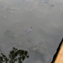Turtle! Turtle!