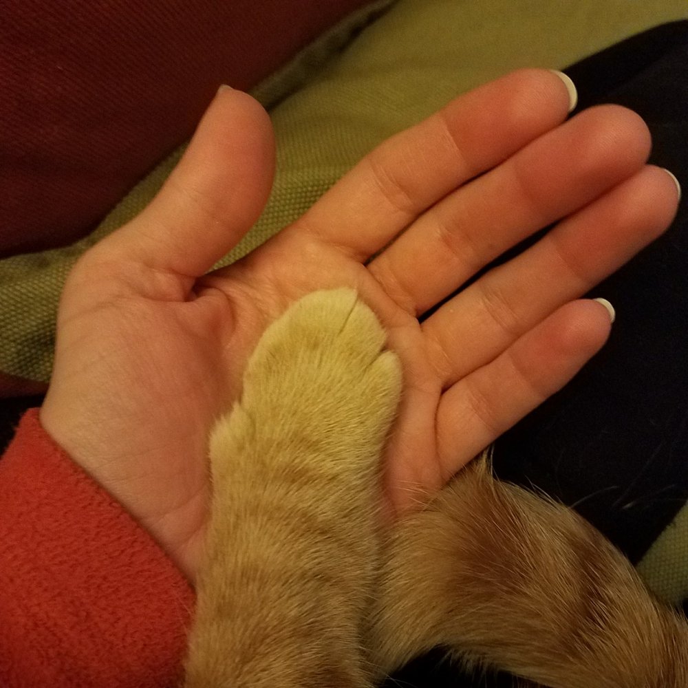 BY YOUR SIDE PET BEHAVIOR CONSULTING Dedham, Massachusetts Pet Training Phone Number Yelp