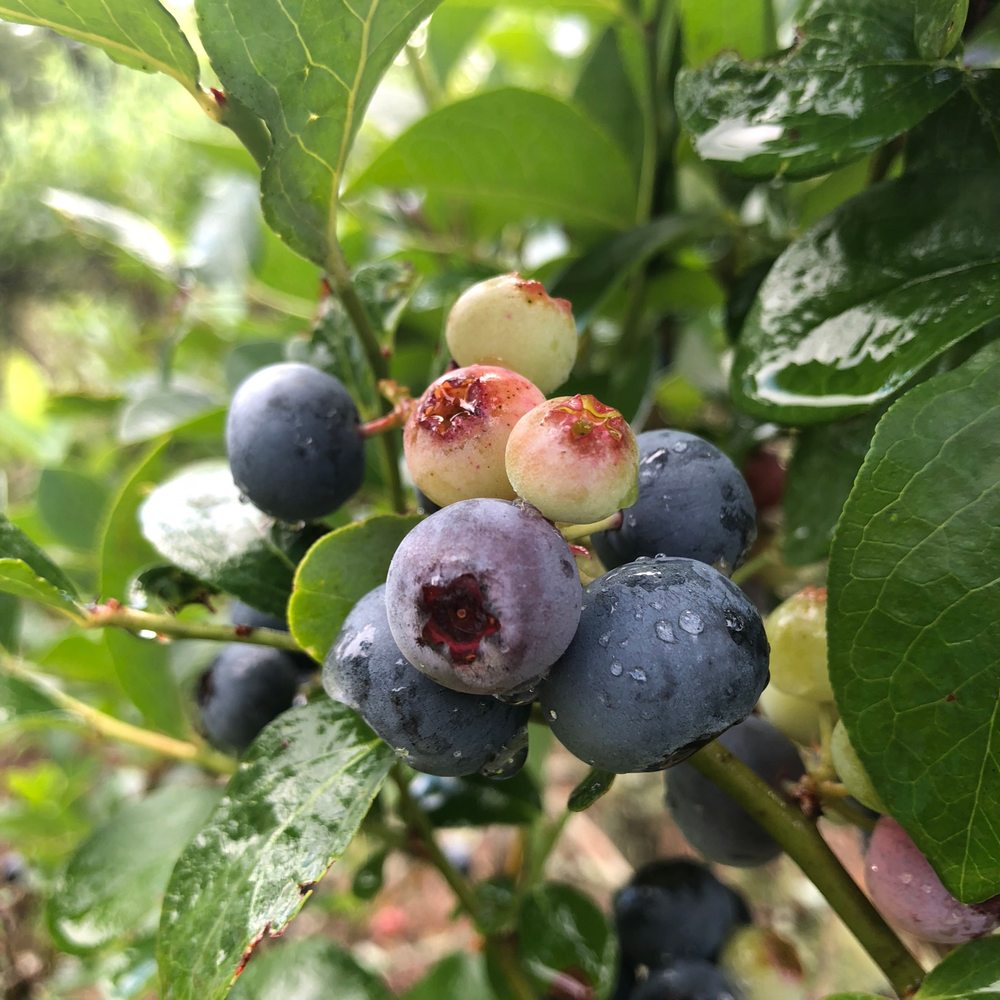 Blueberry Ridge - Pick Your Own Farms Near Me - Picayune, Mississippi