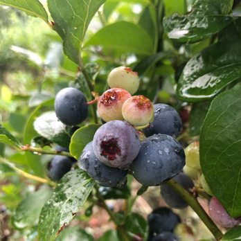 Blueberry Ridge - Pick Your Own Farms Near Me - Picayune, Mississippi Blueberry Ridge - Pick Your Own Farms Near Me - Picayune, Mississippi