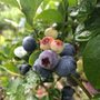 Photo of Blueberry Ridge