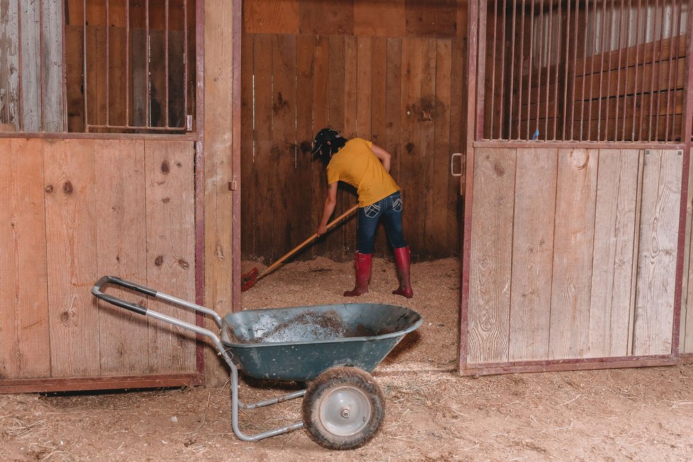 Stable Hands Horse Farm Care - equestrian in Springfield, MI