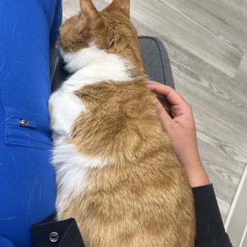 Atrium Cat Hospital - Cat - Veterinarians Near Me - Cary, North Carolina