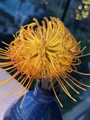 Merriman's Kapalua by null