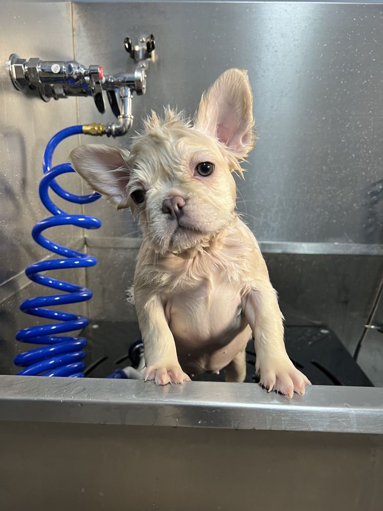 TOP DOG GROOMING 20 Photos 25060 Hancock Ave, Murrieta, California