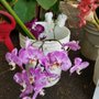 Gratitude Greenhouse