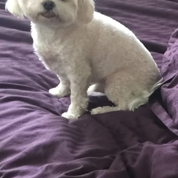 PetSmart - This was two months ago Snowball just right after their grooming, so pretty., - Pet Stores Near Me - Tustin, California PetSmart - This was two months ago Snowball just right after their grooming, so pretty., - Pet Stores Near Me - Tustin, California