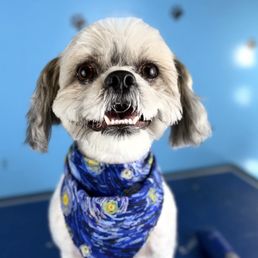 My Happy Dog after grooming My Happy Dog after grooming