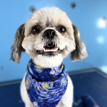 Pawfect Express Pet Spa - My Happy Dog after grooming - Pet Groomers Near Me - Montebello, California Pawfect Express Pet Spa - My Happy Dog after grooming - Pet Groomers Near Me - Montebello, California