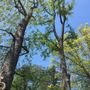 Photo of Maldonado's  Tree Experts