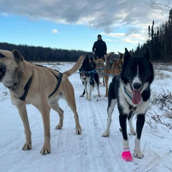 Alaskan Husky Adventures - Sledding Near Me - Willow, Alaska