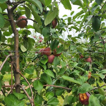 Beasley's Orchard - Farmers Market Near Me - Danville, Indiana