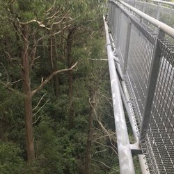 Illawarra Fly Treetop Walk
