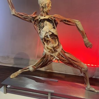 BODIES... The Exhibition - Museums Near Me - Las Vegas, Nevada BODIES... The Exhibition - Museums Near Me - Las Vegas, Nevada