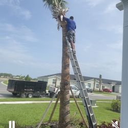 Tree’s R us - Uriel cutting and removing palm tree