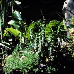 Green Gene - along the railing framing the patio