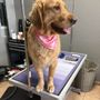 Photo of Platinum Grooming