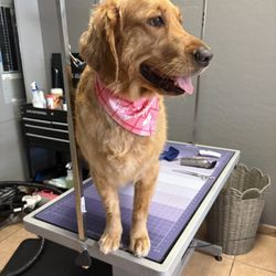 Platinum Grooming