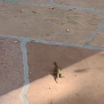 Emerald Iguana Inn - A lizard friend - Hotels Near Me - Ojai, California