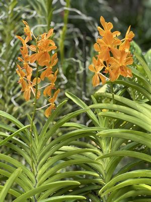 Singapore Botanic Gardens by null