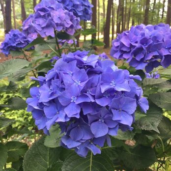 Red Wing Park - Summer flowers through the woods. Something is always blooming - Dog Parks Near Me - Virginia Beach, Virginia