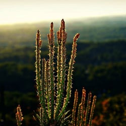Buffalo Mountain Park