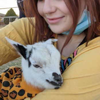 Goat Yoga - So sweet. - Yoga Near Me