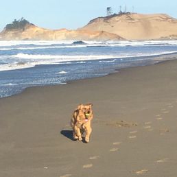 Pacific City is uber dog friendly Pacific City is uber dog friendly