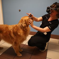 MedVet Lexington
