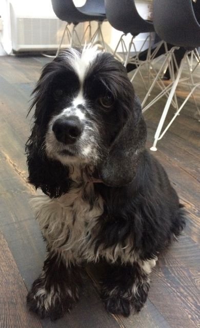 speaking of dogs rescue