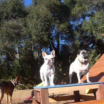 OC Dog Ranch - That's my Frenchie Luna in the middle hanging out with her friends on the playset! - Pet Training Near Me