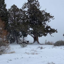 Alpine Pedal Path - The snow on the trees is sooo pretty. The wind blows side to side and the snow catches on trees and branches!!