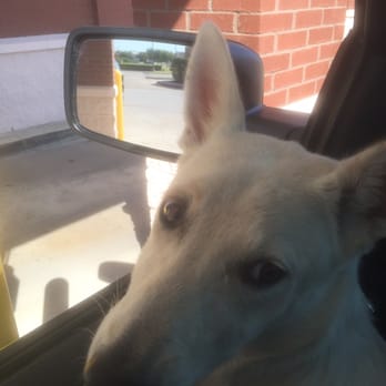 Kickin K-9s Pet Services - Pet Sitting Near Me - Fort Worth, Texas Kickin K-9s Pet Services - Pet Sitting Near Me - Fort Worth, Texas