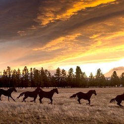 Nugget Newspaper - Sunset over Lazy Z Ranch. The iconic running horse sculpture as you enter town from the east end Photo by Gary Miller. Sisters, Oregon.