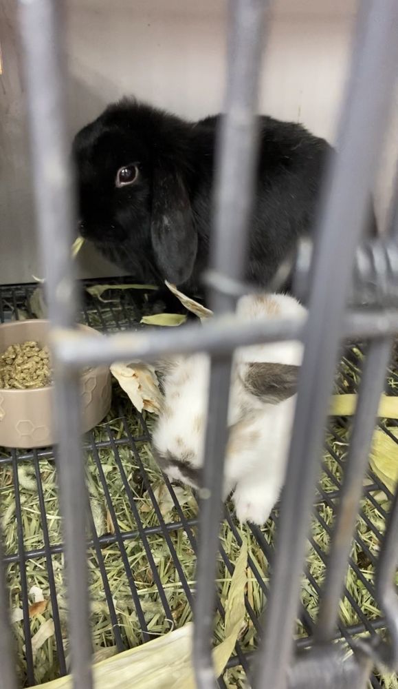 PETS R US Updated September 2024 65 Photos & 114 Reviews 1010 N