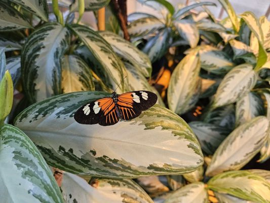 Milwaukee Public Museum by null