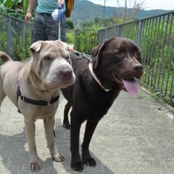 Play With Des - Sasha being walked with a new friend.