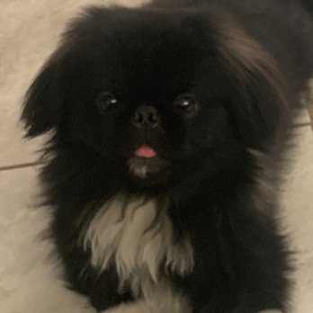 Wag-N-Tails - Before - Pet Groomers Near Me - Las Vegas, Nevada