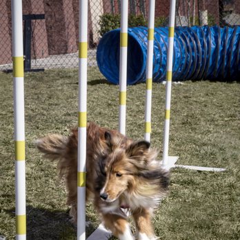 Olde Towne Pet Resort - Agility Pole Weaving - Pet Sitting Near Me - Sterling, Virginia