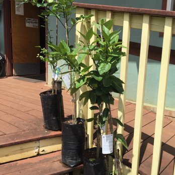 Haiku Hardware & Garden - Fruit trees for growing in Haiku - Hardware Stores Near Me - Haiku, Hawaii Haiku Hardware & Garden - Fruit trees for growing in Haiku - Hardware Stores Near Me - Haiku, Hawaii