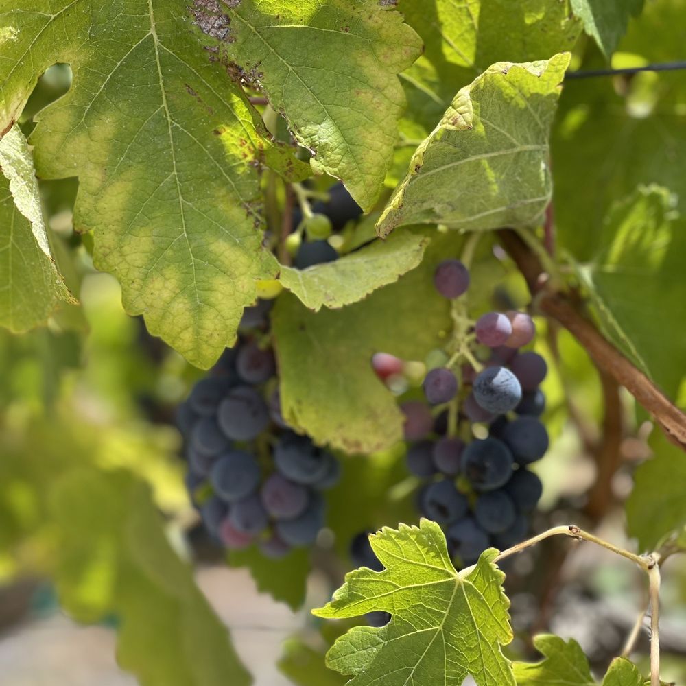 Oak Mountain Winery - Grapes on the vine (tasty, too) - Wineries Near Me - Temecula, California Oak Mountain Winery - Grapes on the vine (tasty, too) - Wineries Near Me - Temecula, California